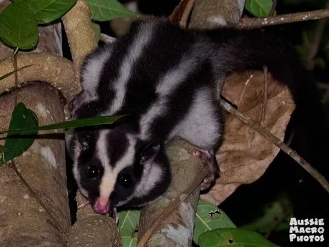 Cairns Botanic Gardens Guided Night Walk - 2 Hours