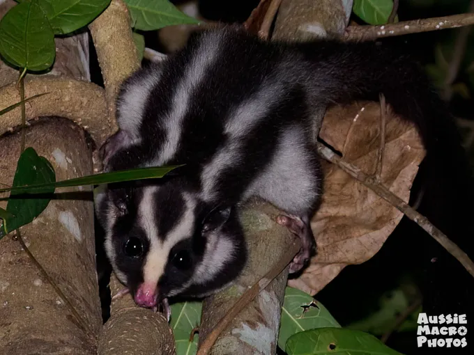 Cairns Botanic Gardens 2 Hour Guided Night Walk | Experience Oz