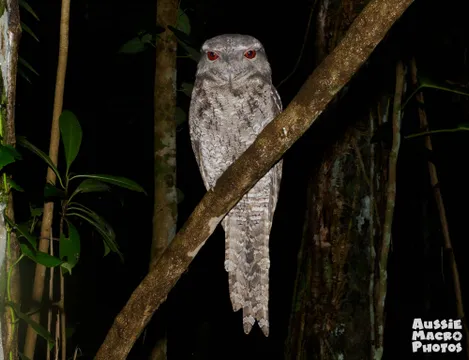 Cairns Botanic Gardens Guided Night Walk - 2 Hours