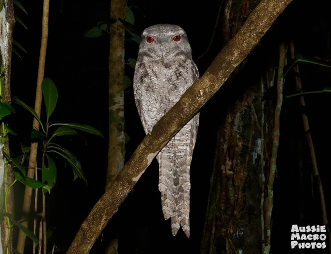 Cairns Botanic Gardens 2 Hour Guided Night Walk | Experience Oz