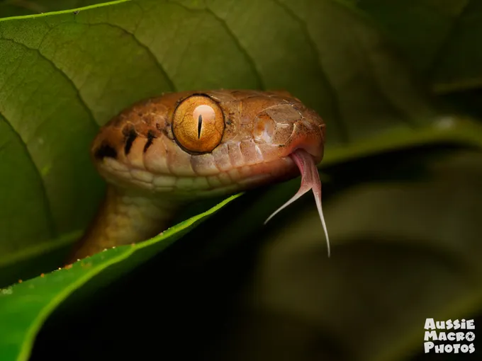 Cairns Botanic Gardens 2 Hour Guided Night Walk | Experience Oz