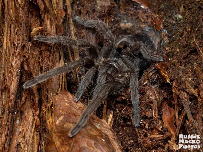 Cairns Botanic Gardens 2 Hour Guided Night Walk | Experience Oz