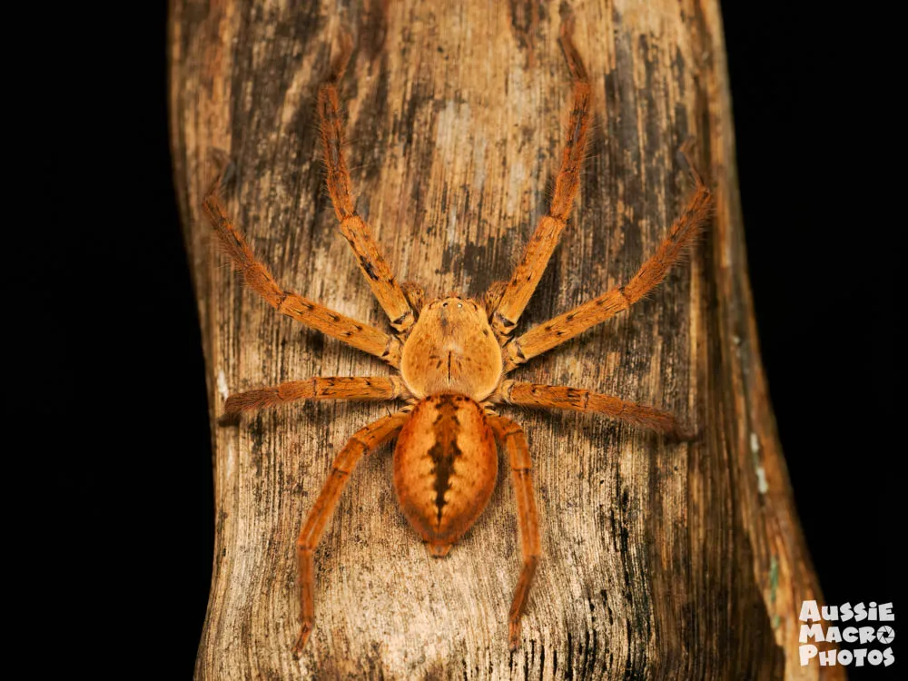 Cairns Botanic Gardens 2 Hour Guided Night Walk | Experience Oz-11