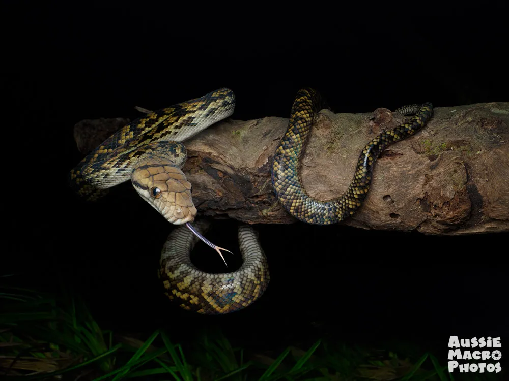 Cairns Botanic Gardens 2 Hour Guided Night Walk | Experience Oz-12