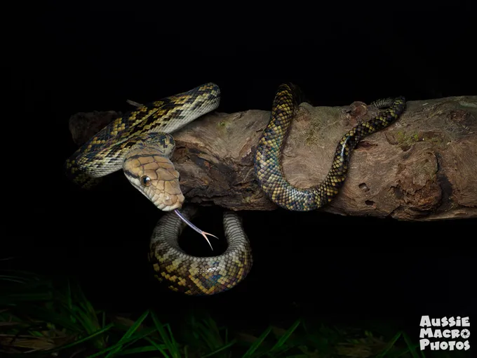 Cairns Botanic Gardens 2 Hour Guided Night Walk | Experience Oz