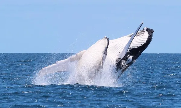 Gold Coast Whale Watching Cruise with Lunch - 4 Hours