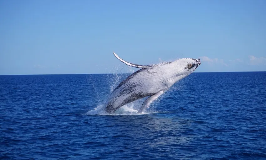 Gold Coast Whale Watching Cruise with Lunch | Experience Oz