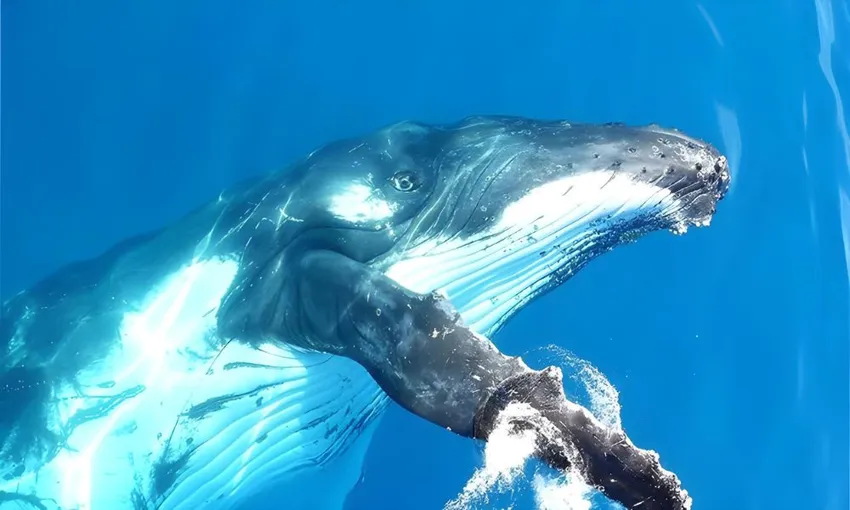 Gold Coast Whale Watching Cruise with Lunch | Experience Oz