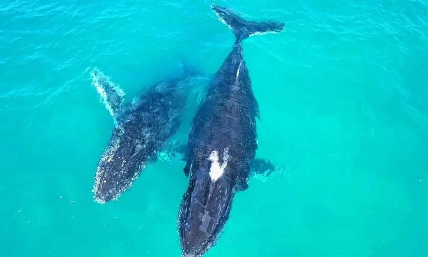 Gold Coast Whale Watching Cruise with Lunch | Experience Oz