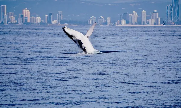 Gold Coast Whale Watching Cruise with Lunch - 4 Hours