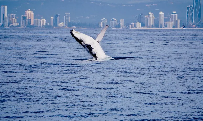 Gold Coast Whale Watching Cruise with Lunch | Experience Oz