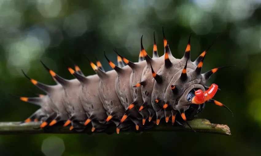 Cairns Botanic Gardens Guided Walk - 2 Hours | Experience Oz