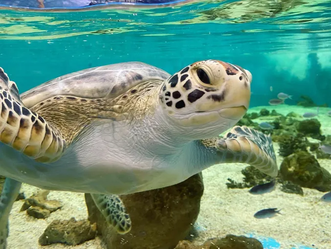 Cairns Tomb of the Pharaohs & Aquarium Admission | Experience Oz