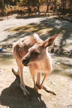 Animal Lovers day tour, departing Newcastle.