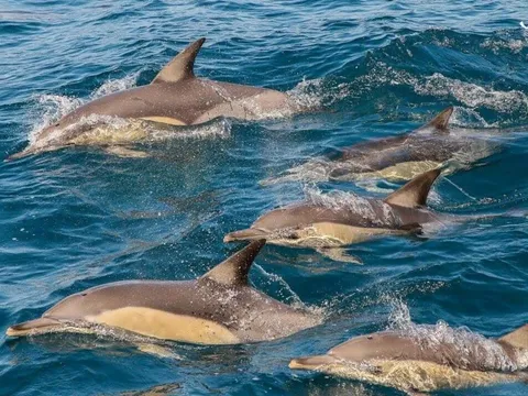 Animal Lovers day tour, departing Newcastle.