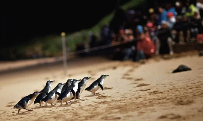 Great Ocean Road, Penguin Parade & City Tour | Experience Oz