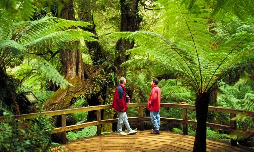 Great Ocean Road, Penguin Parade & City Tour | Experience Oz
