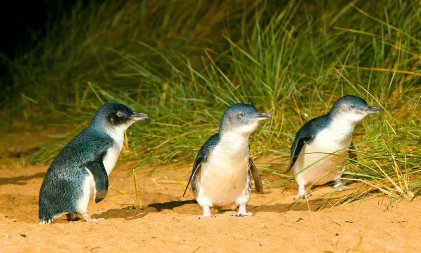 Great Ocean Road, Penguin Parade & City Tour | Experience Oz