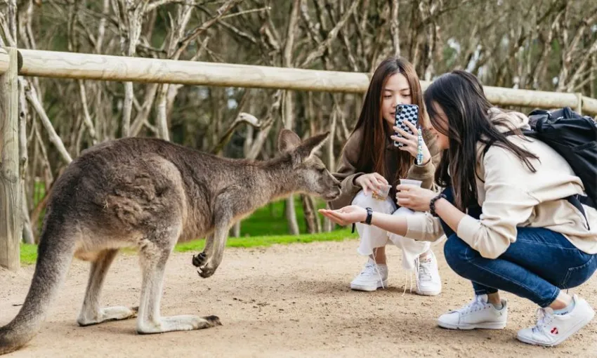 Great Ocean Road, Penguin Parade & City Tour | Experience Oz