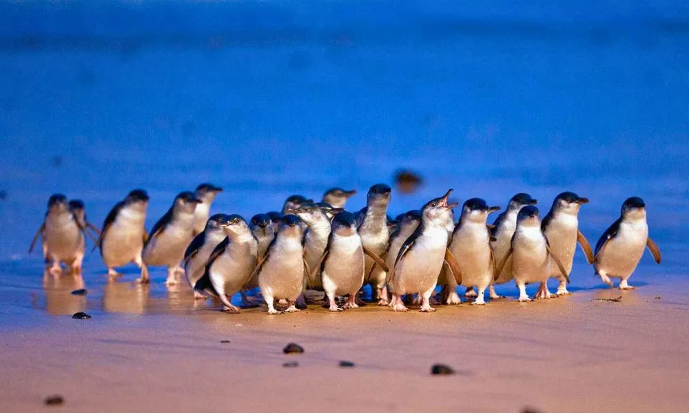 Great Ocean Road, Penguin Parade & City Tour | Experience Oz-17