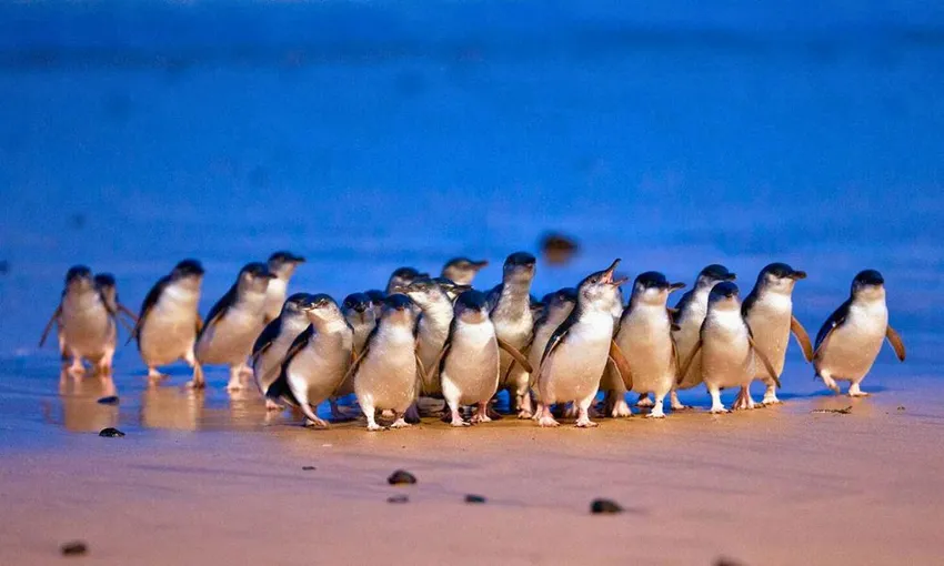 Great Ocean Road, Penguin Parade & City Tour | Experience Oz