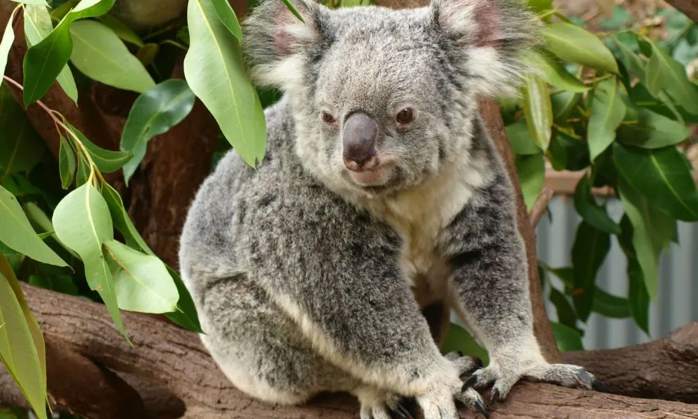 Murray River Cruise, Wildlife & Wine Tour | Experience Oz-2