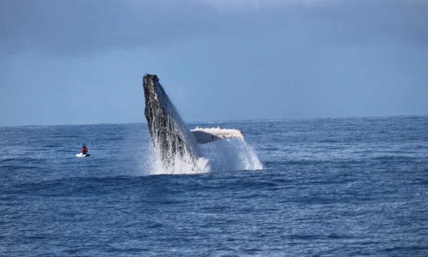 Gold Coast Whale Watching Tour - 2.5 Hours | Experience Oz