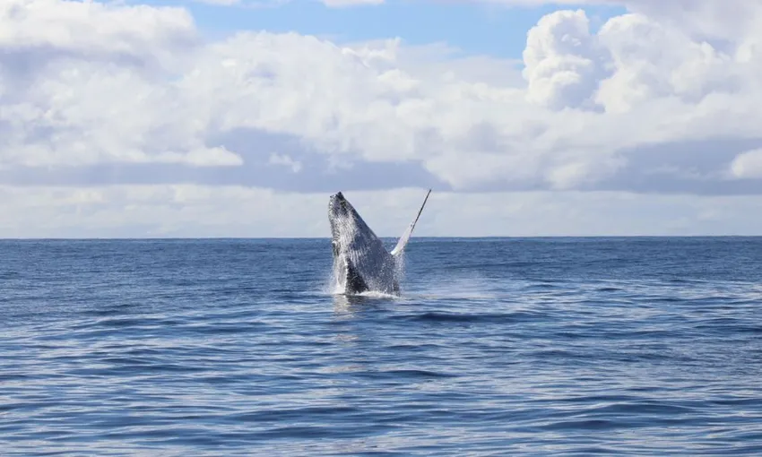 Gold Coast Whale Watching Tour - 2.5 Hours | Experience Oz