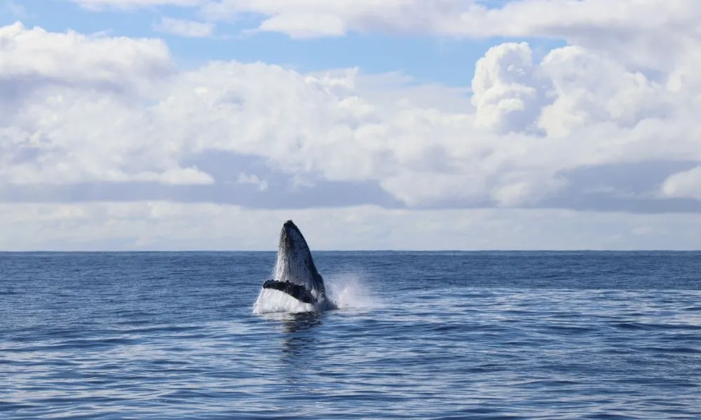 Gold Coast Whale Watching Tour - 2.5 Hours | Experience Oz-8
