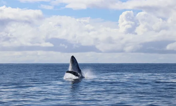 Gold Coast Whale Watching Tour - 2.5 Hours