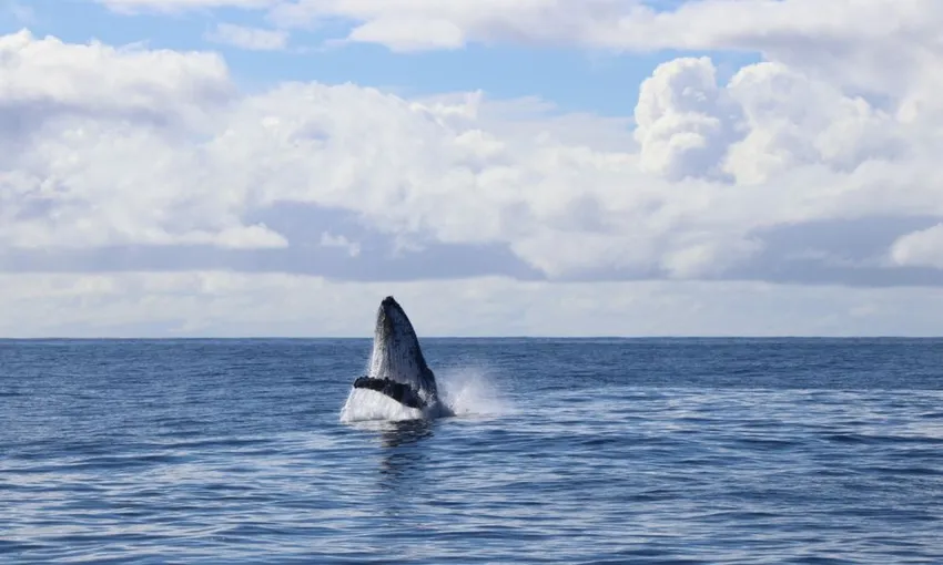 Gold Coast Whale Watching Tour - 2.5 Hours | Experience Oz
