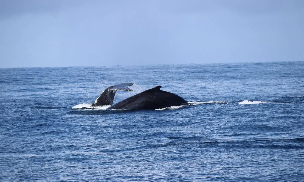 Gold Coast Whale Watching Tour - 2.5 Hours | Experience Oz-7