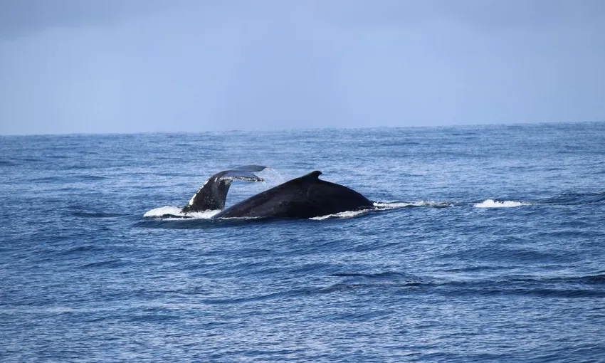 Gold Coast Whale Watching Tour - 2.5 Hours | Experience Oz