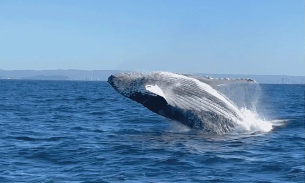 Gold Coast Whale Watching Tour - 2.5 Hours | Experience Oz-1