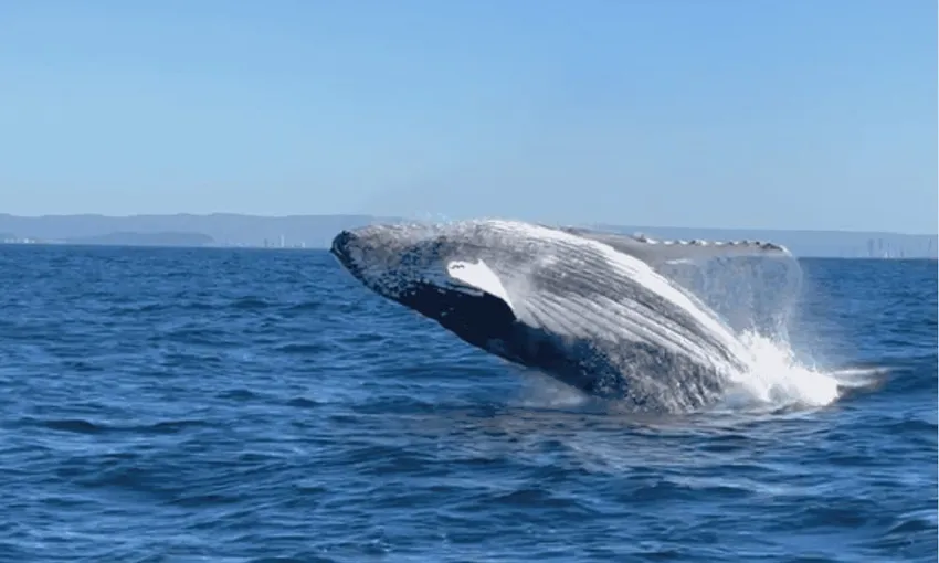 Gold Coast Whale Watching Tour - 2.5 Hours | Experience Oz