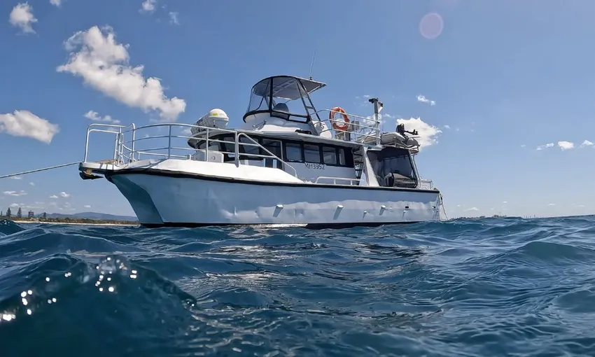 Gold Coast Whale Watching Tour - 2.5 Hours | Experience Oz