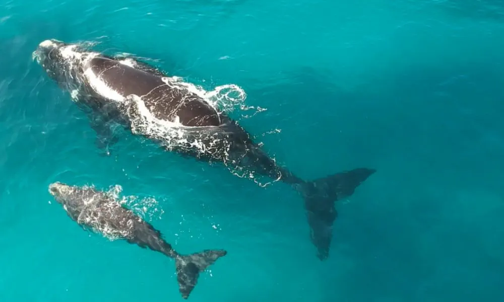 Gold Coast Whale Watching Tour - 2.5 Hours | Experience Oz-9