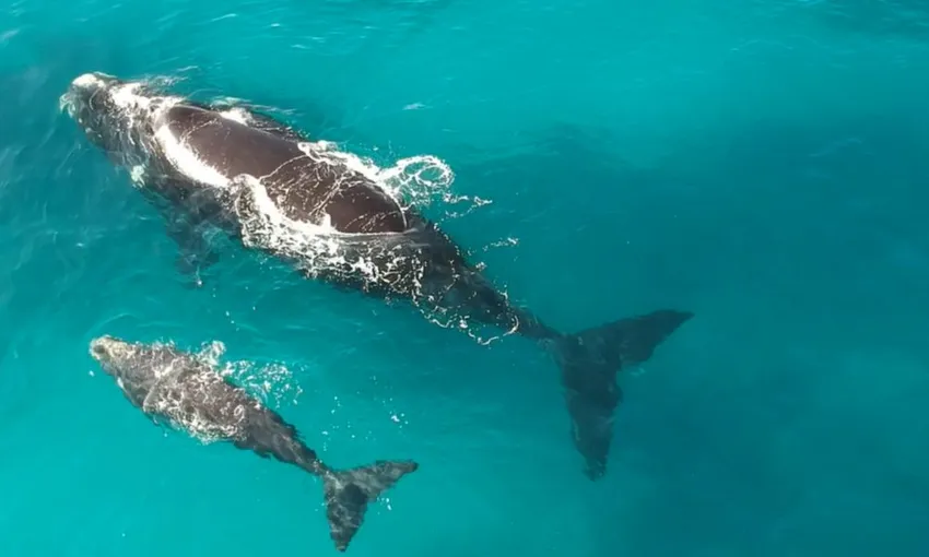 Gold Coast Whale Watching Tour - 2.5 Hours | Experience Oz