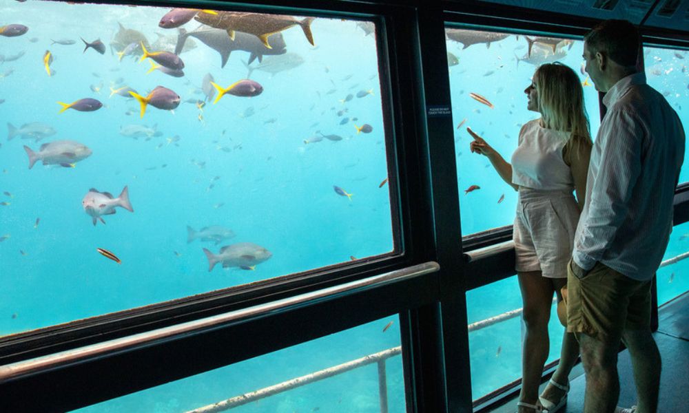 Luxury Great Barrier Reef Adventure, Half Day - Cairns