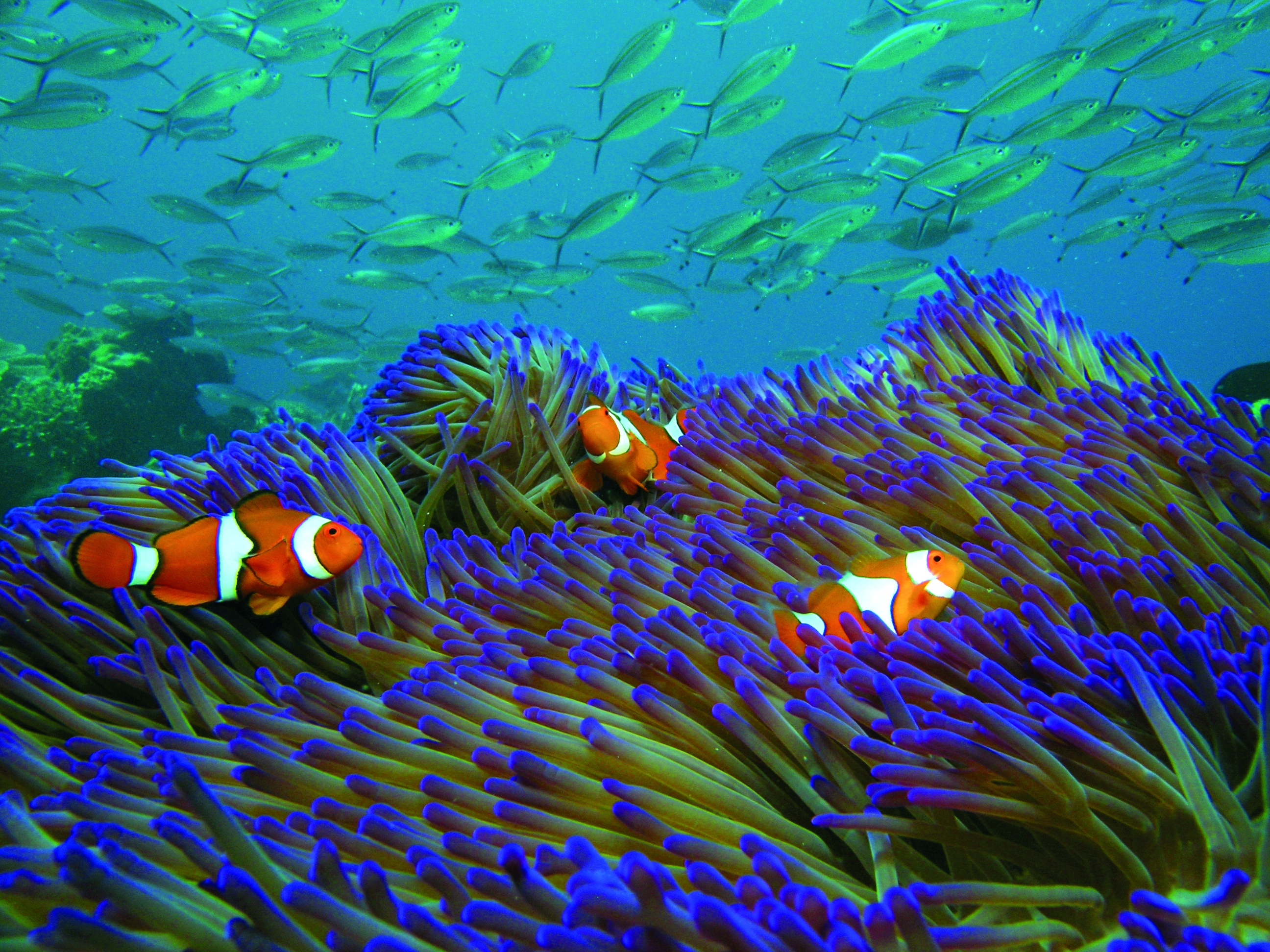Michaelmas Cay Cruise & Snorkel, Full Day - Cairns