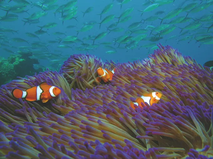 Michaelmas Cay Cruise & Snorkel, Full Day - Cairns