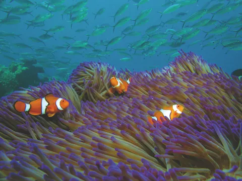 Michaelmas Cay Cruise & Snorkel, Full Day - Cairns