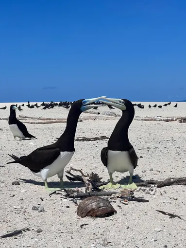 Michaelmas Cay Cruise & Snorkel, Full Day - Cairns