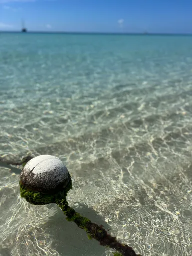 Michaelmas Cay Cruise & Snorkel, Full Day - Cairns