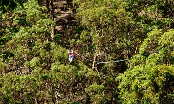 Tamborine Mountain Zipline & High Ropes Combo