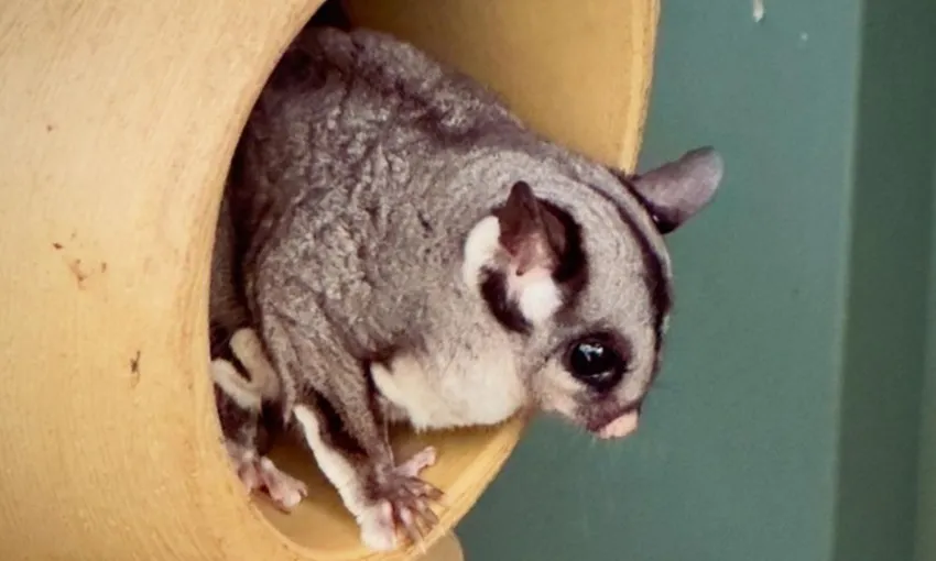 Northern Beaches & Wildlife Private Tour, Full Day - Sydney