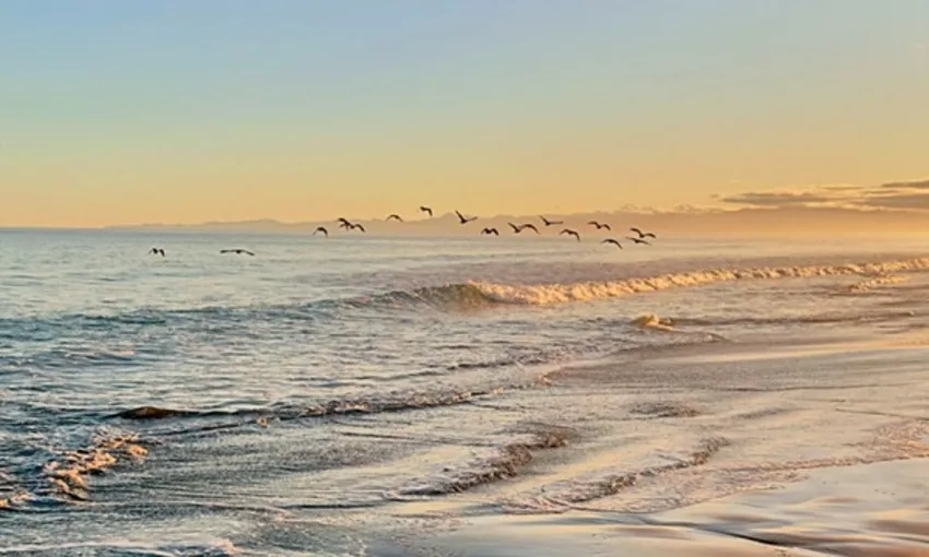 Northern Beaches & Wildlife Private Tour, Full Day - Sydney