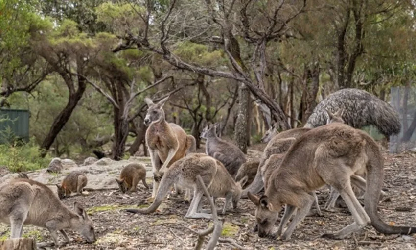 Small Group Nature Tour, Full Day - Sydney