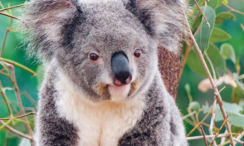 Whale Watching Cruise & Taronga Zoo Entry - 1 Day | Experience Oz-2