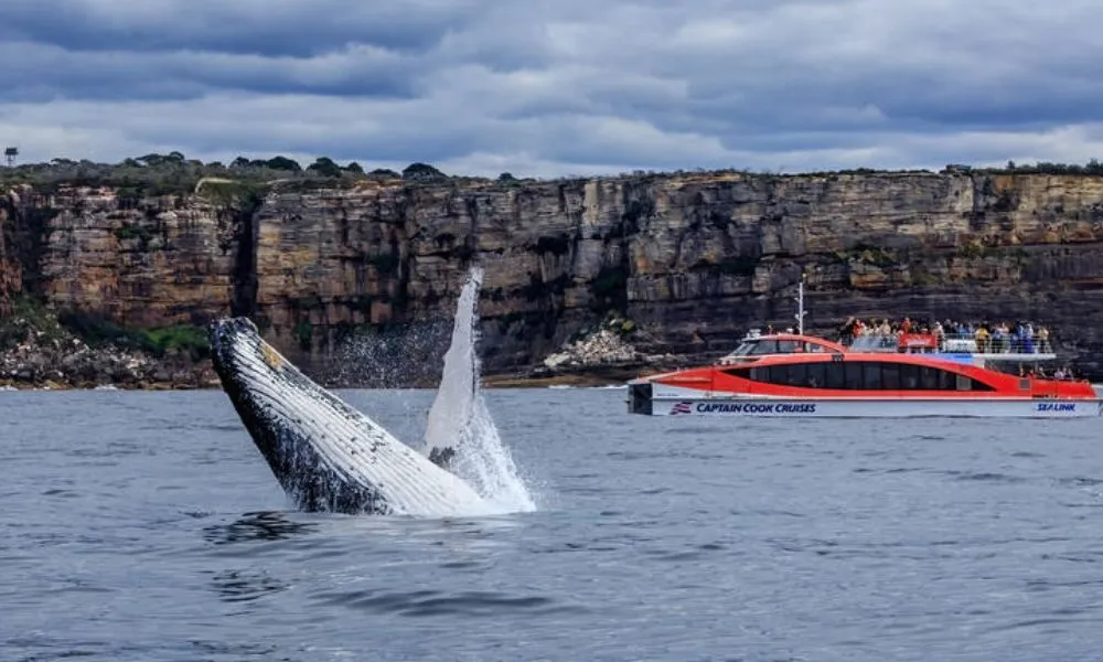 Whale Watching Cruise & Taronga Zoo Entry - 1 Day | Experience Oz-1
